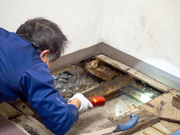 Best Local Mold Removal Service  in Vicksburg, MS