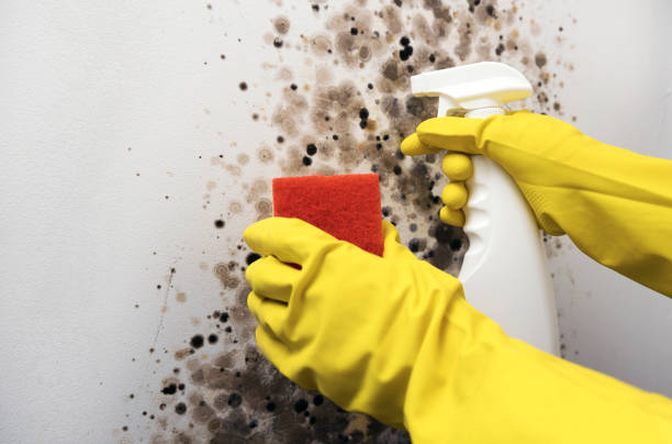 Best Mold Inspection  in Vicksburg, MS