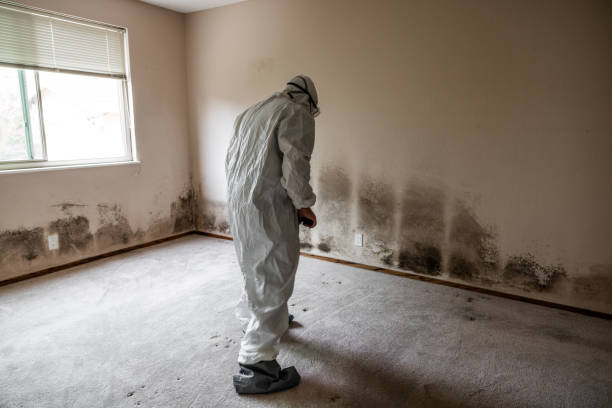 Best Residential Mold Removal  in Vicksburg, MS