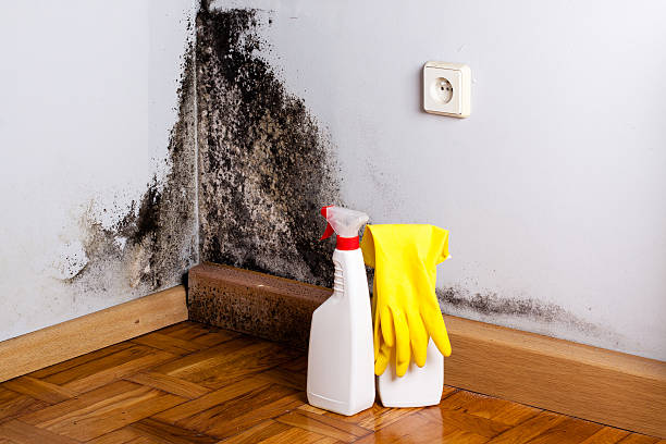 Best Certified Mold Removal  in Vicksburg, MS