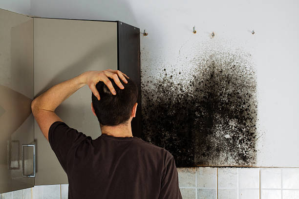 Mold Testing and Removal in Vicksburg, MS